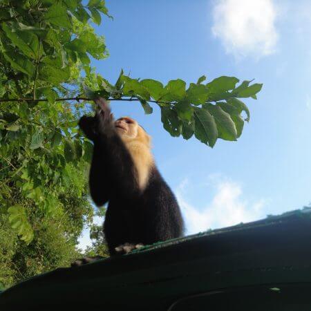 Monkey on a boat (Monkey Island Panama Tour)