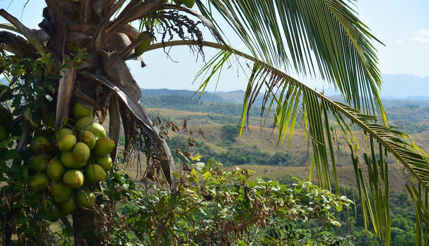 Beautiful view with cocunuts Panama - El Valle