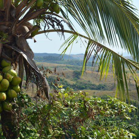 Beautiful view with cocunuts Panama - El Valle