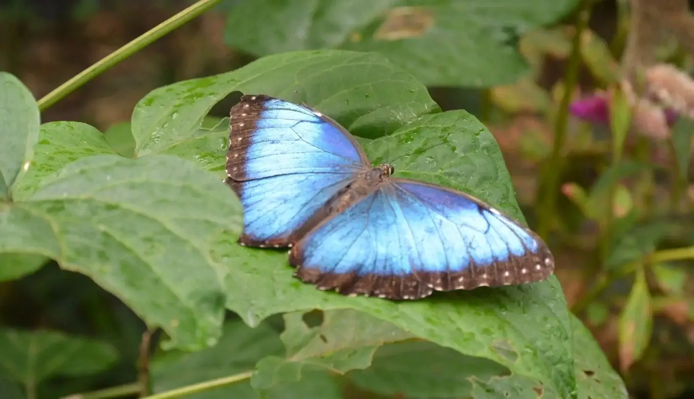 El Valle Butterfly Heaven