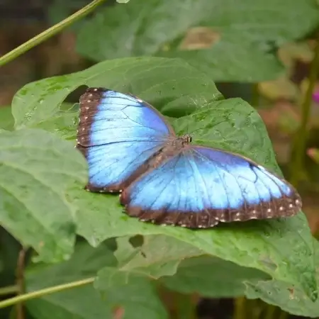 El Valle Butterfly Heaven