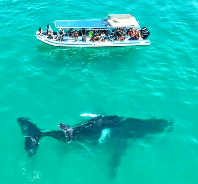 Whale watching