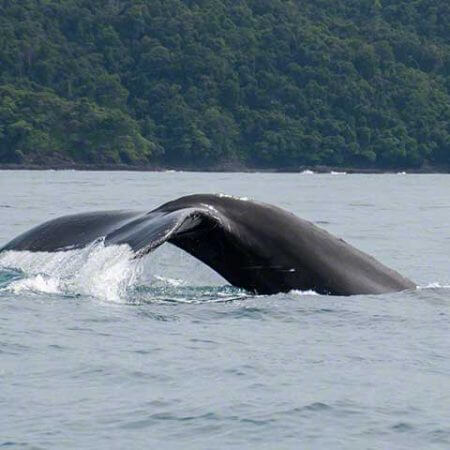 Whale watching