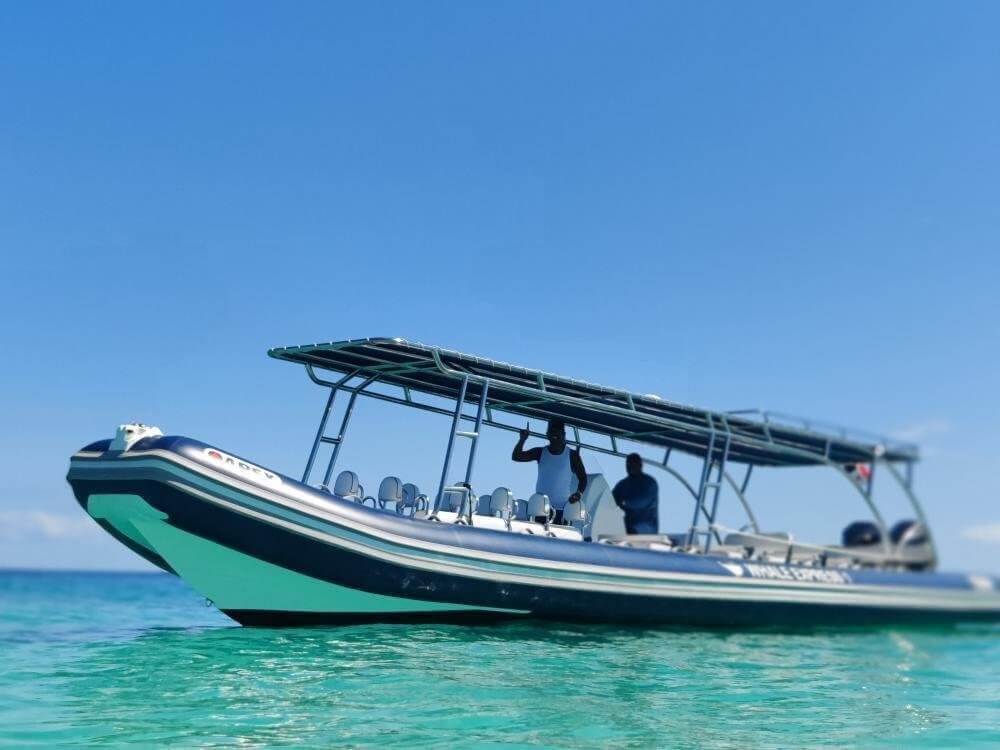 Whale watching boat