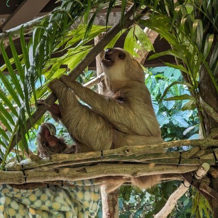 Sloth