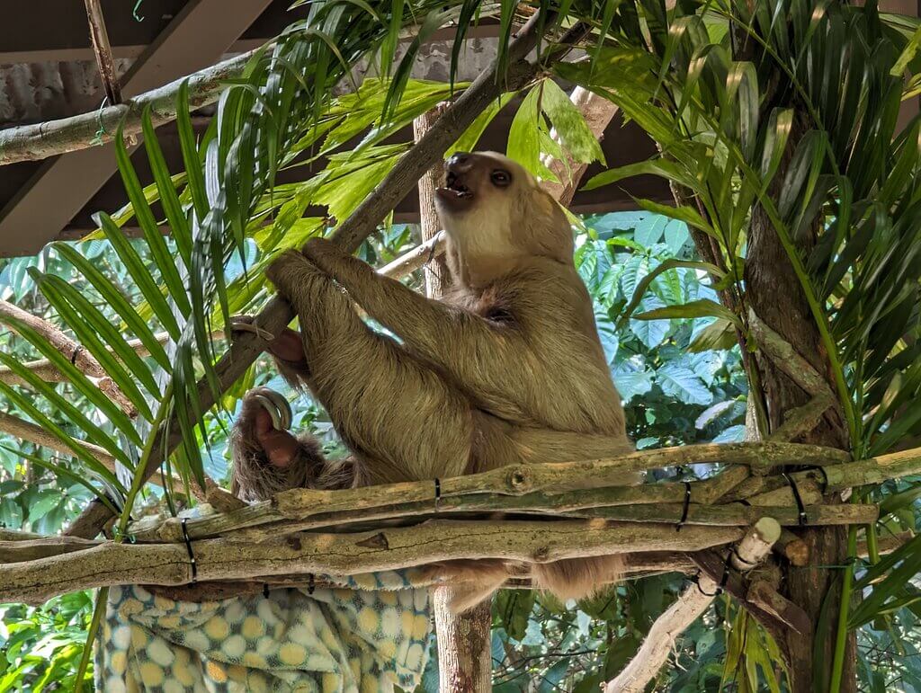 Sloth